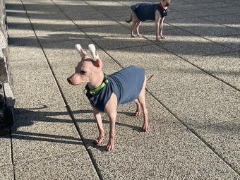 Peruánsky naháč malý - Anthoni - 11