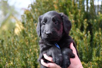 Flat Coated Retriever - pejsci s PP - 11