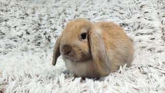 Zakrslý beránek, králíček, králík - JIJI - 11