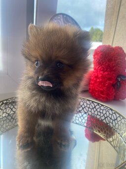 Pomeranian bez pp - 11