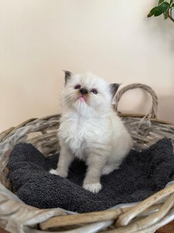 Ragdollí láska na celý život – koťátka s PP k rezervaci - 11