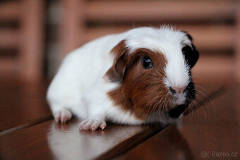 Morče, morčata, morčátko s PP - krátkosrstá - 11