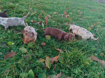 Trpasličí hladkosrstý jezevčík - 11