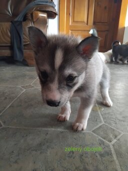 Rezervace husky štěňat - 11