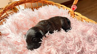 🐶Štěňata 🐶 - 11