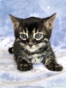 Bengálská kočka s Pp - 11