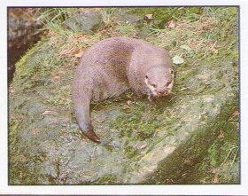 Encyklopedie ohrožených zvířat WWF Lutra Panini (1991) - 11