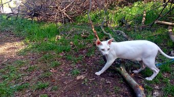 kocour Sphynx - 11
