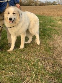 Mladý Pyrenejský horský  pes - 11