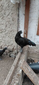 Ayam cemani - 11