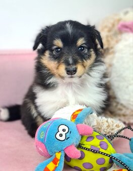 Owczarek szetlandzki piesek trikolor - 11