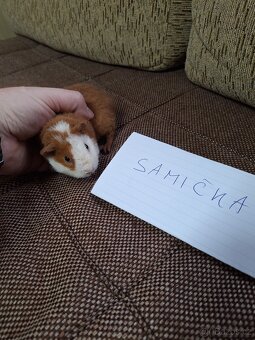 morče US teddy (4xsamec,2samice) - 11