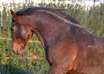 Připouštěni bay roan hřebcem Quarter horse - 11