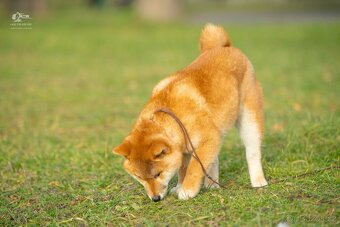 Shiba  štěňata s PP ODBĚR IHNED - 11
