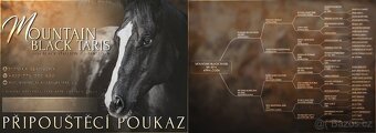 Připouštění hřebcem APPALOOSA - 11