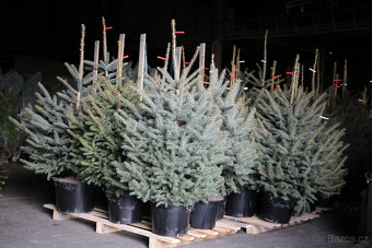 VÁNOČNÍ STROMKY - 11