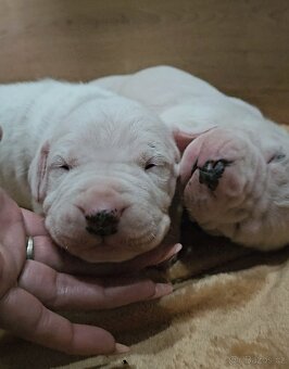 Argentínska doga s PP - 11