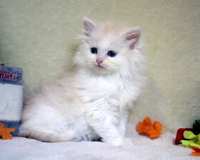 Sibiřská kočka - kocourek s PP - 11