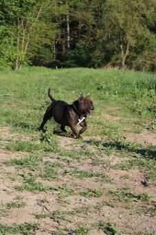 exotic bully micro fena - suka - 11