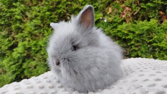 Zakrslý králík, králíček -(TEDDY)-FLORIAN - 11