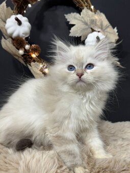 Sibiřská kočka s PP – kočička Indira - 11