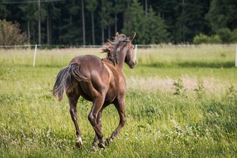 AQH smoky black klisna - 11