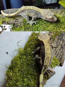 3.8.2 Correlophus ciliatus - Pagekon řasnatý - 11