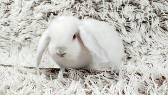 Zakrslý beránek, králíček, králík - MOLLY - 11