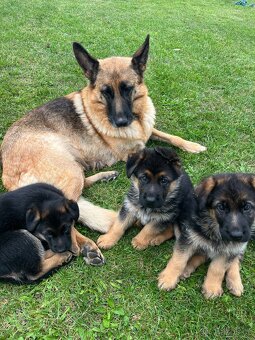 Německý ovčák - štěňata s PP - 11