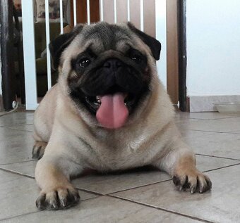 Mops šteniatka s PP - 11