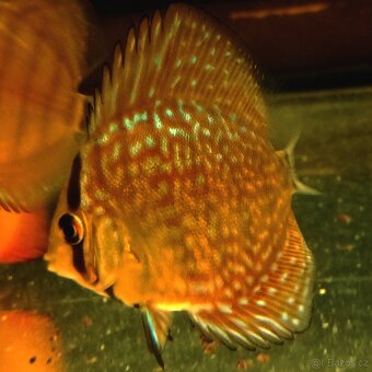 Discus,Diskus,Terčovec - 11