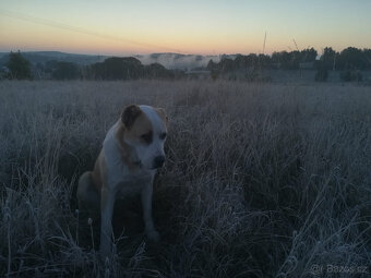 SAO/středoasijský pastevecký pes–štěňata k rezervaci bez PP - 11