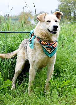 ŽIŽI K ADOPCI - 2 ROKY, ODDANÝ, BYSTRÝ, UČENLIVÝ - 11