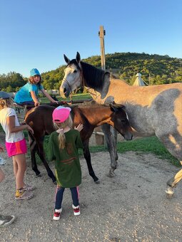 Lusitano hřebec PSL 2025 TOP drezurní linie - 11