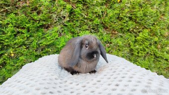 Zakrslý beránek, králíček, králík - PATRICIE - 11