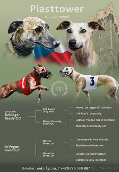 Štěně vipet/whippet/chrt s PP (FCI) - 11