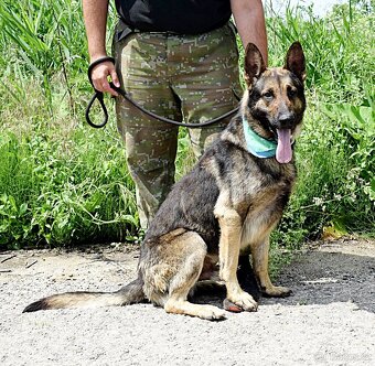 RENE K ADOPCI - 4 ROKY,KAMARÁDSKÝ,ZVĚDAVÝ,HRAVÝ - 11