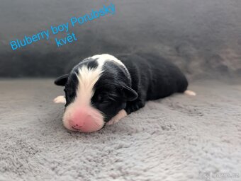 Miniaturní americký ovčák - 11