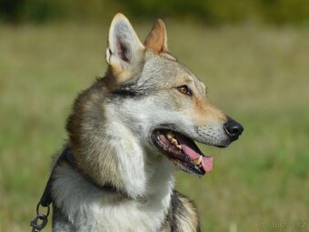 Československý vlčák - 11