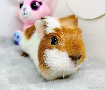 Morče, morčata, morčátko - PEGGY - 11