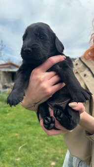 Flat coated retriever - 11