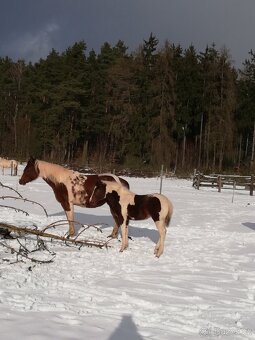 Připouštění homozygot. hřebci APH a Appaloosa - 11