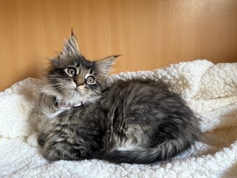 Mainská mývalí koťata - MCO - 11