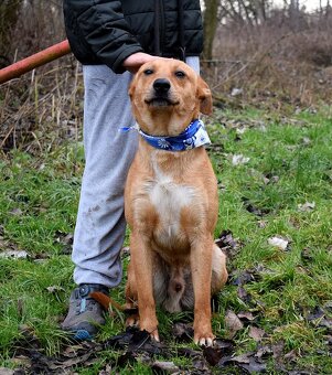 CHULIO K ADOPCI - 1 ROK, UMAZLENÝ, HODNÝ, VHODNÝ K DĚTEM - 11