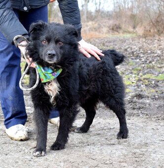 TICEAS K ADOPCI- 3 ROKY,TULÍCÍ ČERTÍK,HODNÝ,KLIDNÝ - 11