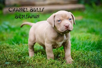 American bully XL/XXL - 11
