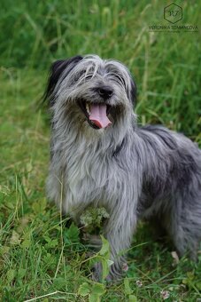 Pyrenejský ovčák s PP - štěňátka - 11