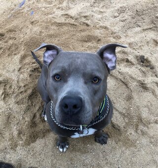 Krytí Americký stafordširský teriér - 11