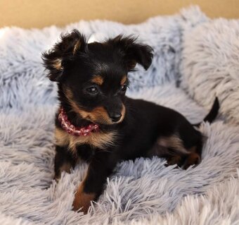 pražský krysařík-nabízím krytí - 11