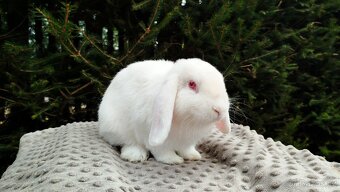 Zakrslý beránek, králíček, králík - WILLIAM - 11